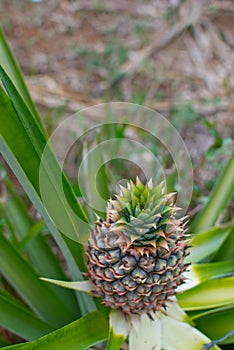 Young Pineapple photo
