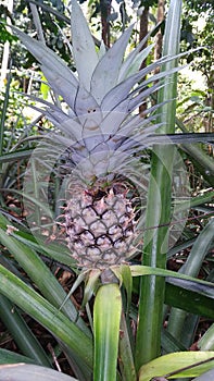 young pineapples without friends and without ferrets