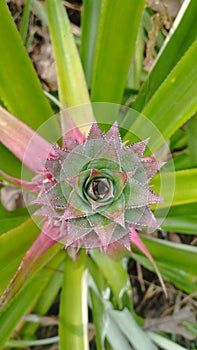 Young pineapples that live freely in the forest