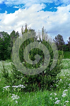 Young pines grow in the meadow