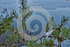 young pines on the river bank. winter river covered with shiny ice and frost. ice and snow on the river