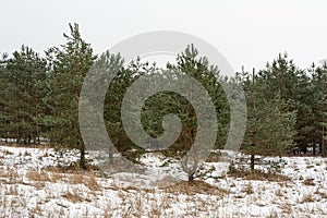 Young pines and spruces grow at the edge of the forest. Gloomy winter day. Nature background