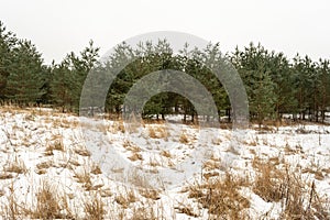 Young pines and spruces grow at the edge of the forest. Gloomy winter day. Nature background