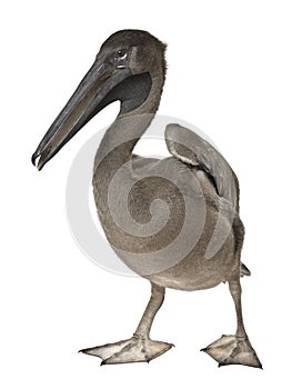 Young pink-backed pelican, 2 months old, standing