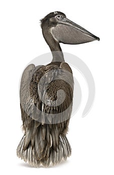 Young pink-backed pelican, 2 months old, standing