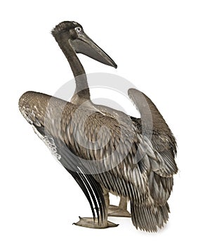 Young pink-backed pelican, 2 months old, standing