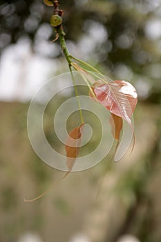 Young pink Bodhi leaves. Bodhi leaves on tree. Peepal Leaf from the Bodhi tree. photo