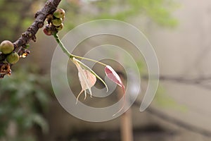 Young pink Bodhi leaves. Bodhi leaves on tree. Sacred Tree for Buddhist photo