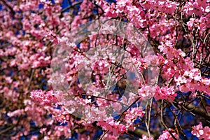 Young pink flowers in early spring season. Natural composition