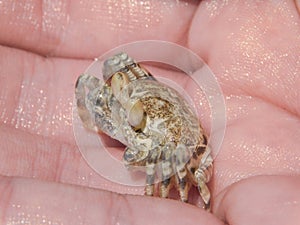 Young Pink Ghost Crab 2