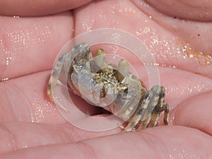 Young Pink Ghost Crab 3