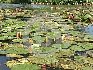 Young pink lake lilies look unusually gentle in the water