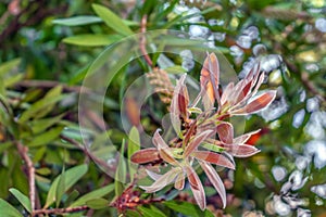 Young pink leaves on the background of green foliage of the willow bottlebrush