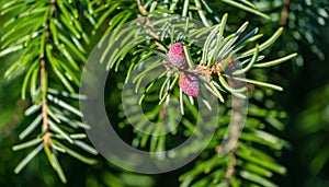 Young pink males pine cones on Picea omorika branch. Beautiful spruce with shot green needles. Sunny day in spring garden