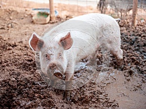 Young pink pig in a dirty pigsty alone