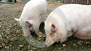 Young pink piglet and old brown pigs are grazing fresh green grass on dray clay