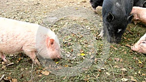 Young pink piglet and old brown pigs are grazing fresh green grass on dray clay