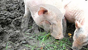 Young pink piglet and old brown pigs are grazing fresh green grass on meadow