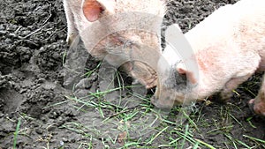 Young pink piglet and old brown pigs are grazing fresh green grass and smashing pumpkins