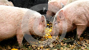 Young pink piglet and old brown pigs are grazing fresh smashing pumpkins