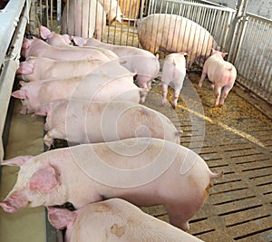 Young pink pigs in the sty of the farm
