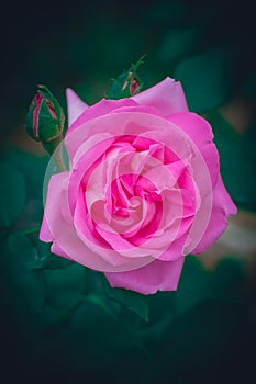 Young pink rose