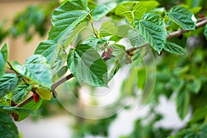 Young pink shaded mulberries hanging of the branch