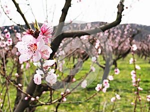 Young pink spring flowers of peach trees on plantations