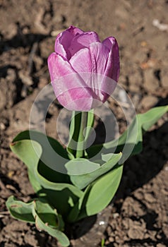 pink tulip with fresh petals, derived varieties photo