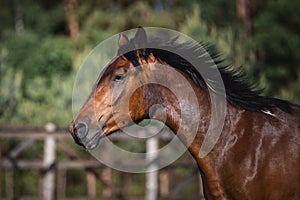 Young pinto gelding horse on forest background in the morning in summer