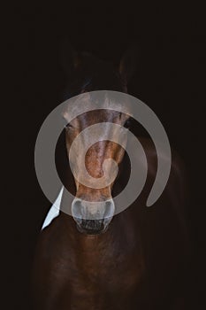 Young pinto gelding horse isolated on dark black background