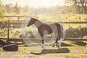 Young pinto gelding horse standing near fence in paddock