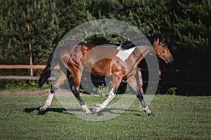 Young pinto gelding horse trotting in green field in paddock on forest background