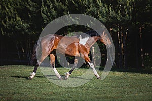 Young pinto gelding horse trotting in green field in paddock on forest background