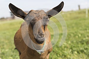 Young Pinzgauer goat in summertime