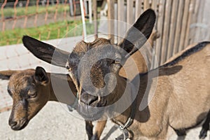 Young Pinzgauer goat in summertime