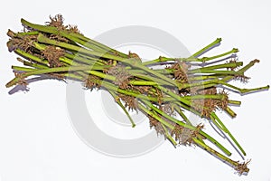 Young Piper chaba stem on white background photo