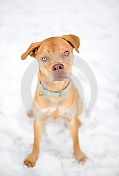 A young Pit Bull Terrier mixed breed dog sitting in the snow