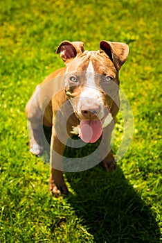 Young pitbull Staffordshire Bull Terrier in garden looks towards camera with tongue out blue eyes portrait