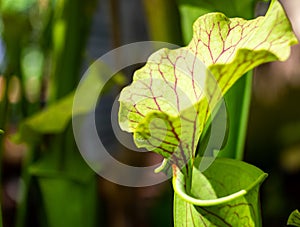 Young pitcher plant, scientific name Nepenthes, with dark red leaf veins, photographed as a macro at close range, botanical