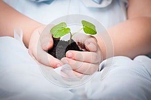 Young plant in baby girl's hands