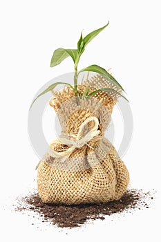 Joven planta en bolsa 