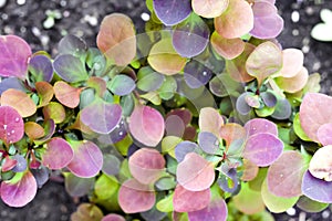 Young plant of Berberis thunbergii atropurpurea in spring