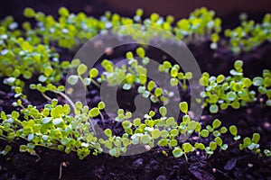 Young plant in box on the balcony. Young basil in greenhouse. Micro greens close up. Basil leevas in container. Organic food.