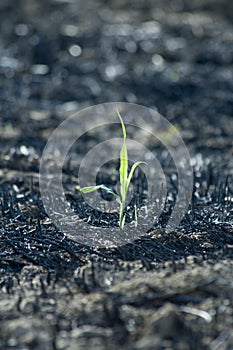 Young plant on burned field