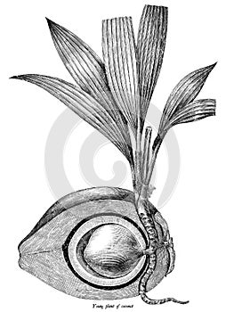 Young plant of coconut botanical vintage illustration clip art i
