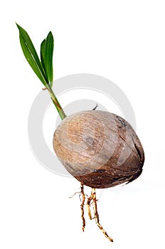 Young plant of coconut tree isolated
