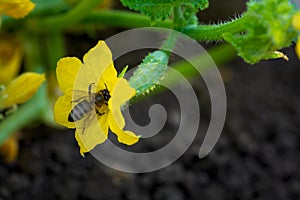 Young plant cucumber with bee on yellow flower on ground. Vegetables pollination