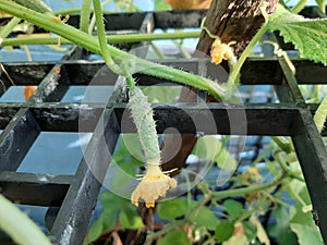 Young plant cucumber is growing from a yellow female flower, macro