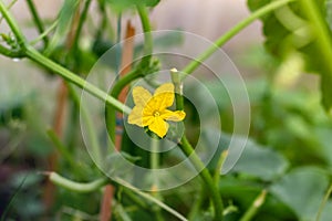 Young plant cucumber with yellow flowers. flower of cucumber plant, close-up macro on a background of leaves